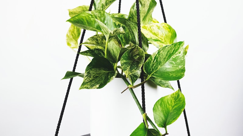 英超联赛曼城对阵阿森纳精彩集锦 - 争冠关键战